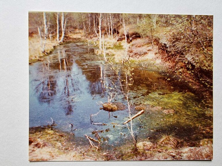 Hochmoor in Silberborn 1978