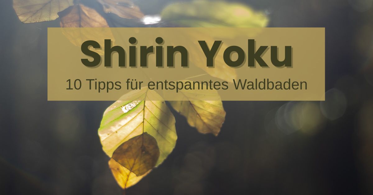 Shirin Yoku - 10 Tipps zum Waldbaden