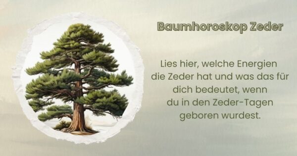 Baumhoroskop Zeder