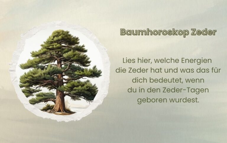 Mehr über den Artikel erfahren Baumhoroskop Zeder