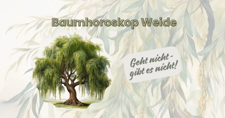 Mehr über den Artikel erfahren Baumhoroskop Weide