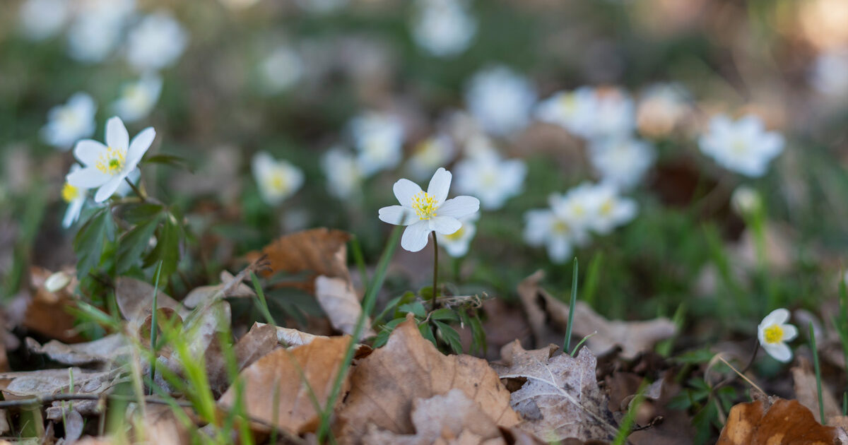 Wabi Sabi im Frühling