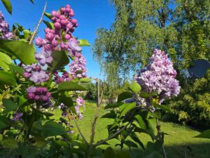 Fliederblüte im Garten