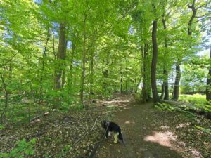 Gassi-Runde