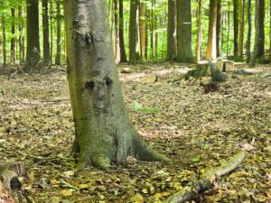 Mein Freund der Baum