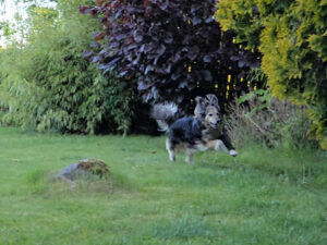 Maggies Toberunde im Garten