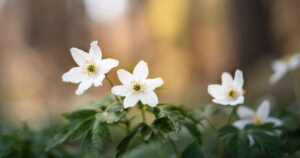 Fotografieren im Wald: Buschwindröschen