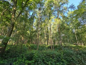 Lichter im Wald