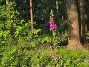 Fingerhut im Sonnenlicht