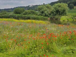Blumenwiese an der Weser