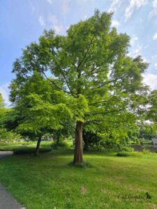 Stadtpark Franeker