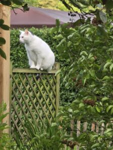 Kater Merlin auf dem Rankgitter