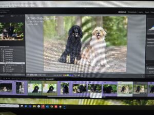 Bildbearbeitung nach Hundefotoshooting