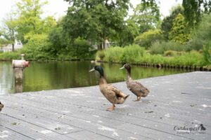 Enten am Teich im Stadtpark