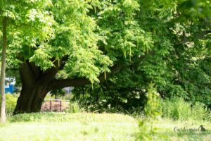 großer Baum im Stadtpark