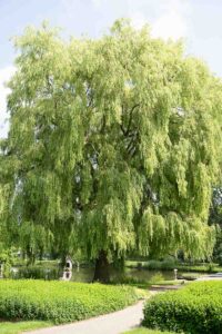 Trauerweide im Stadtpark