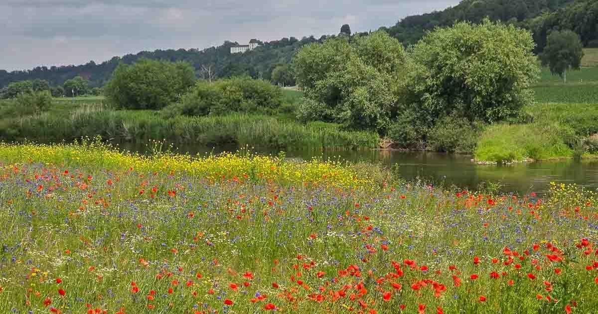 Blumenwiese an der Weser